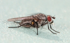 Lasiomma seminitidum