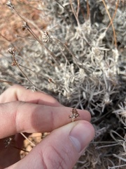 Eriogonum pauciflorum