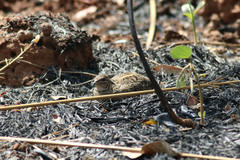 Coturnix delegorguei
