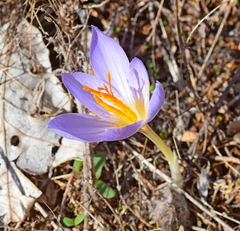 Crocus cancellatus