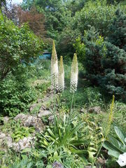 Eremurus himalaicus