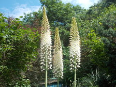 Eremurus himalaicus