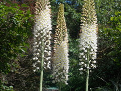 Eremurus himalaicus