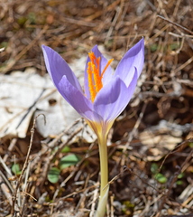 Crocus cancellatus