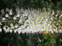 Eremurus himalaicus