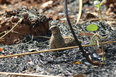 Coturnix delegorguei