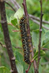 Eriogaster arbusculae