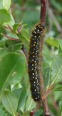 Eriogaster arbusculae