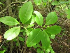 Zanthoxylum arborescens