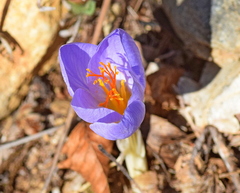 Crocus cancellatus