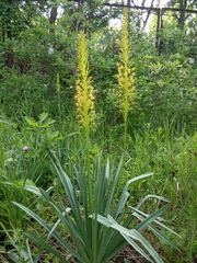 Eremurus korshinskyi