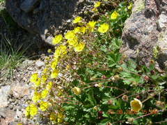 Potentilla gelida