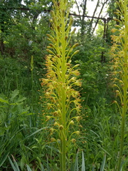 Eremurus korshinskyi