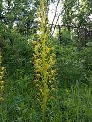 Eremurus korshinskyi