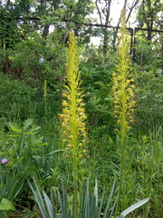 Eremurus korshinskyi