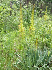Eremurus korshinskyi