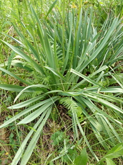 Eremurus korshinskyi