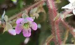 Rubus adenotrichos