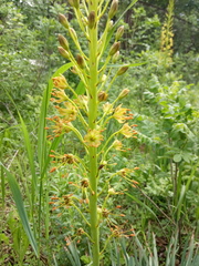 Eremurus korshinskyi