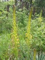 Eremurus korshinskyi