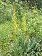 Eremurus korshinskyi