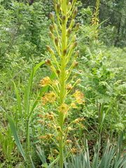 Eremurus korshinskyi
