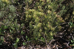 Leucadendron lanigerum lanigerum
