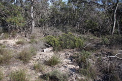 Leucadendron lanigerum lanigerum