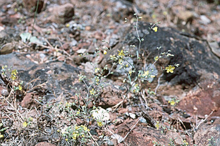 Hesperolinon tehamense