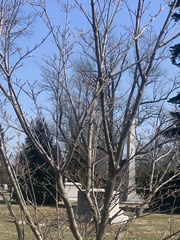 Cornus kousa