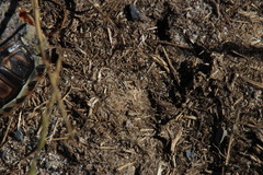 Anoplolepis steingroeveri