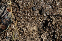 Anoplolepis steingroeveri