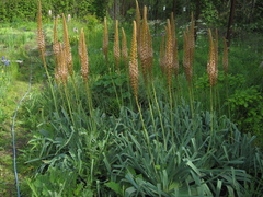 Eremurus regelii