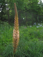 Eremurus regelii