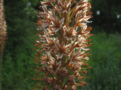 Eremurus regelii