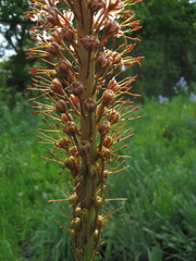 Eremurus regelii