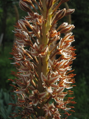 Eremurus regelii