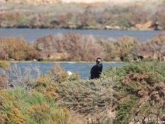 Phalacrocorax carbo