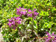 Pedicularis subrostrata