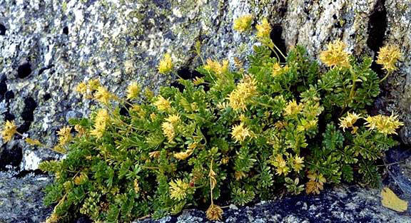 Ivesia longibracteata
