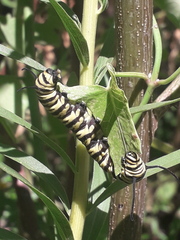 Araujia angustifolia
