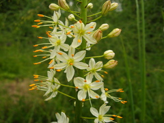 Eremurus stenophyllus