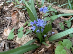 Scilla bithynica
