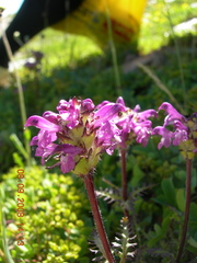 Pedicularis subrostrata
