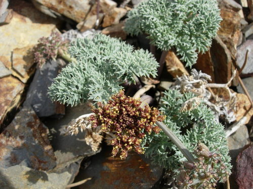 Owens Peak desertparsley (Lomatium shevockii)