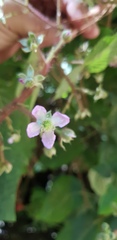 Rubus adenotrichos