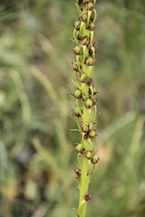 Eremurus spectabilis