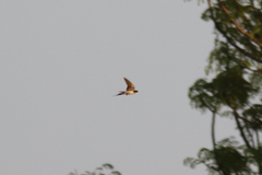 Pseudhirundo griseopyga