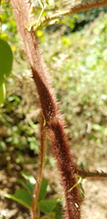 Rubus adenotrichos