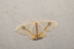 Macrocilix mysticata